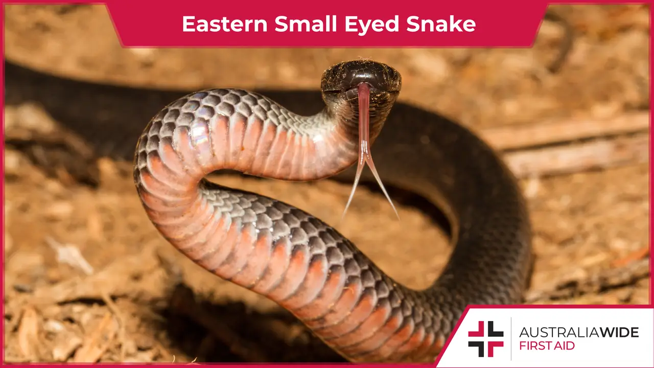 Eastern Small Eyed Snake