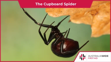 A black, shiny spider hanging off a leaf